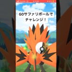 GOサファリボールでガラルサンダーにチャレンジ‼️#ポケモン #ポケモンgo #ガラル三鳥 #ガラルサンダー