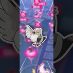 ダイマックスマメパト、忘れてました【ポケモンGO】