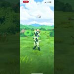 #ポケモンGO ニャローテ色違い