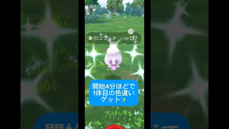 バニプッチの色違い&カジッチュ大量！#ポケモンgo #コミュニティデイ#バニプッチ#ダイマックスエンテイ#シャドウレイド#色違いポケモン #カジッチュ#ハーブルアー祭り#shorts