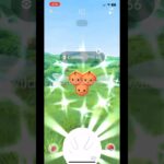 Almost shundo combee in pokemon go #pokemongo #viral #pokemon #shiny #combee