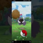 Daily Pokémon Catching in Pokémon GO (Day 116) #shorts #shortsfeeds #pokemongo #Pokémon #games