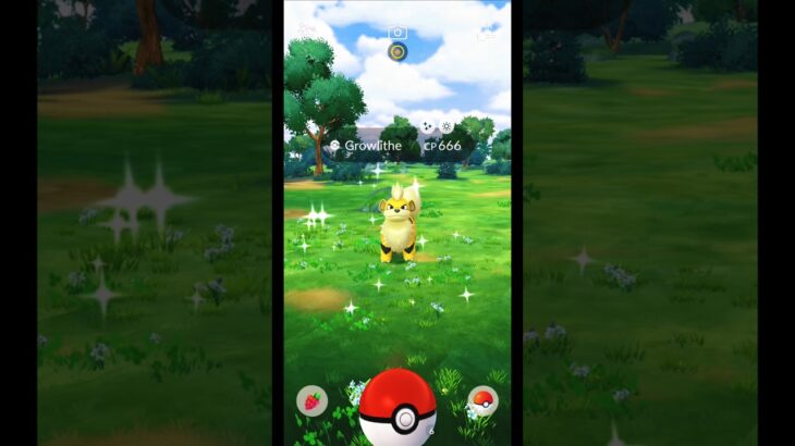 I Caught a Wild Shiny Growlithe in Pokemon GO Shorts ✨️✨️✨️