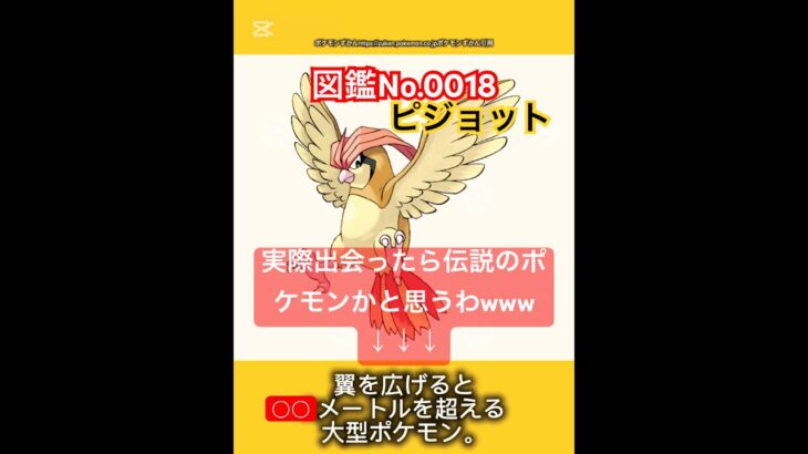 ポケモン雑学【ピジョット】#ポケモン #pokemon #pokémon #ポケポケ #ポケモンgo   #ポケモン雑学 #ポケモンカード #ポケモンsv #anime  #japan #ピジョット