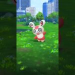 酔拳👊パッチール🐼　#pokemon #pokemongo #ポケモンgo #レアポケモン #POKEMON#パッチール#模様違い#酔拳#格闘#ブレイキングダウン
