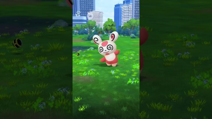 酔拳👊パッチール🐼　#pokemon #pokemongo #ポケモンgo #レアポケモン #POKEMON#パッチール#模様違い#酔拳#格闘#ブレイキングダウン
