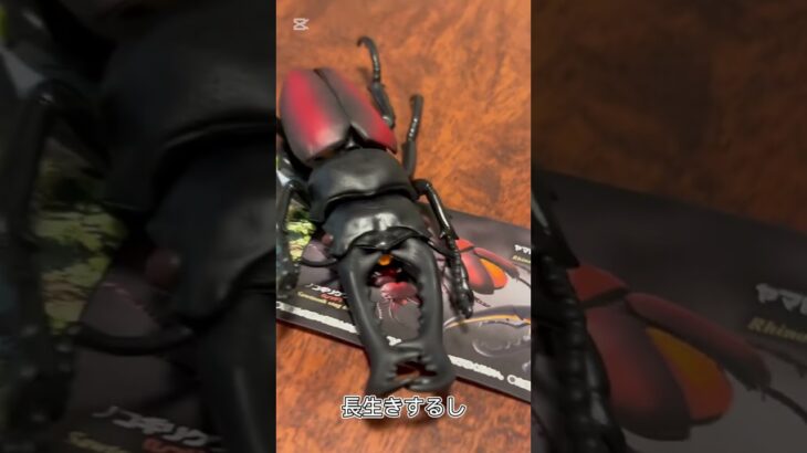 【ガチャ替え歌】世界最大のクワガタっておっきいね＃shorts