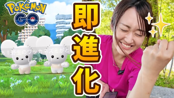 ワッカネズミ100%!? 色違い!?とにかく進化ガチャした結果…【ポケモンGO】