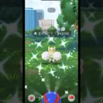 【ポケモンGO】オドリドリ ぱちぱちゲット👀❤️‼️