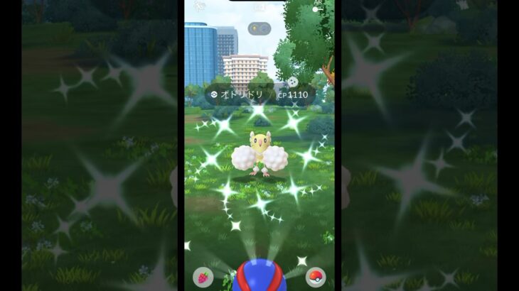 【ポケモンGO】オドリドリ ぱちぱちゲット👀❤️‼️