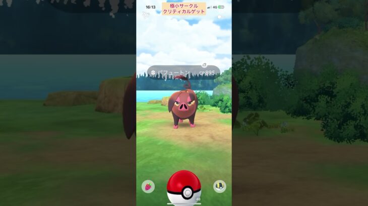 【難易度低】パヒュートン♂♀極小サークルクリティカルゲット【ポケモンGO】