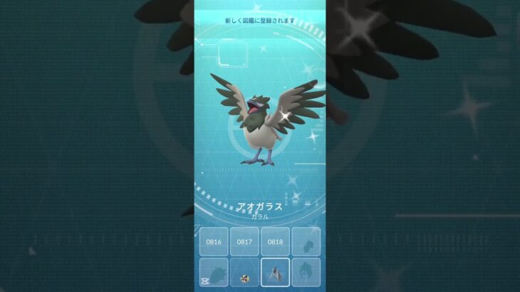 コミュニティ·デイ:ココガラ #ポケモンgo