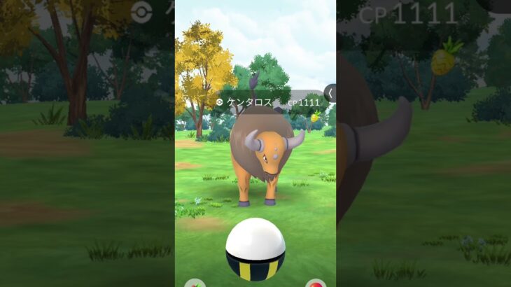 タイムチャレンジケンタロスCP1111！？個体値どうなんだろう……… #ポケモンgo好きと繋がりたい  #ポケモンgo
