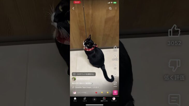 ショートで猫ばっかり出てきてたのに広告何これｗｗ